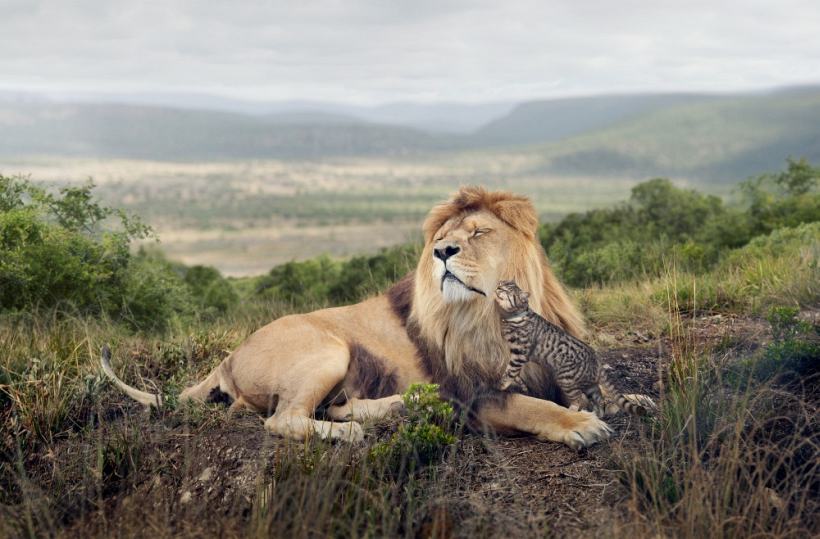 фото льва с котенком